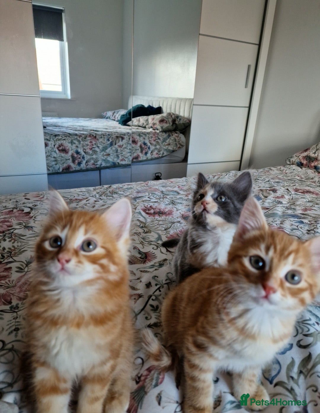 British Shorthair cats for sale: Half British Shorthair half fluffy  - Image 4