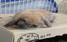 Mini Lop rabbits for sale: Baby pure bred mini lop rabbits - Image 3