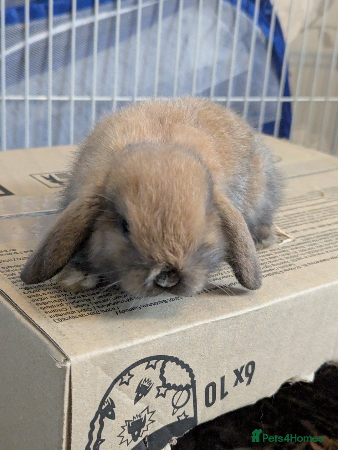 Mini Lop rabbits for sale: Baby pure bred mini lop rabbits - Image 3