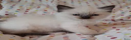 Ragdoll cats for sale: 🐾🤍OUR BEAUTIFUL NEW RAGDOLL–5 GIRLS & 1 BOY 🤍🐾 - Advert 24
