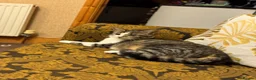 American Shorthair cats for sale: MIXED FEMALE GREY AND WHITE CAT FOR SALE  - Advert 3