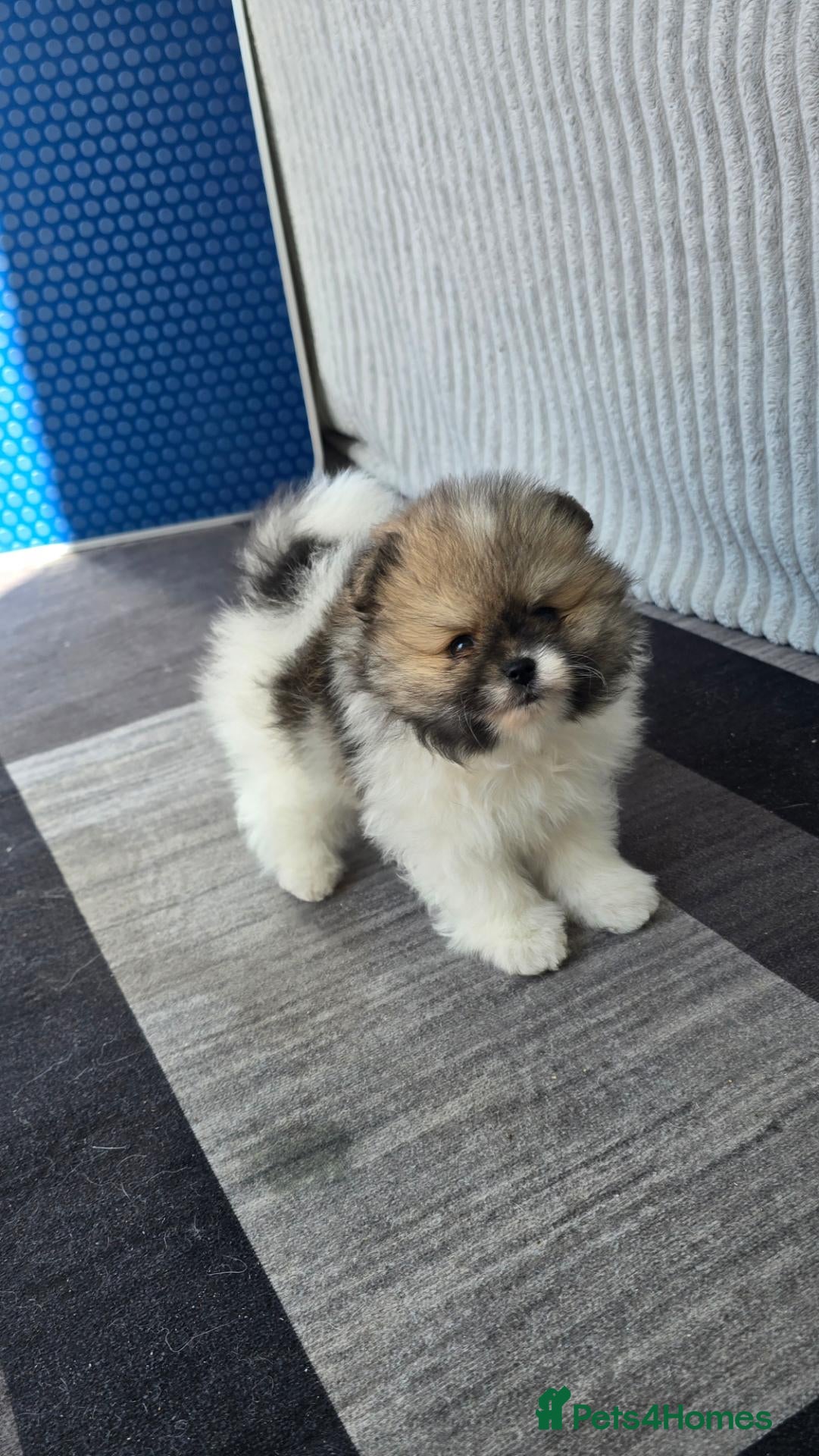 Pomeranian dogs Particolour Poms - Advert 2