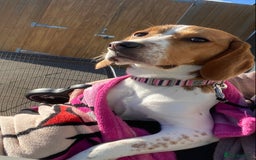 Beagle dogs for sale: Beautiful Beagle looking for a new home - Advert 6