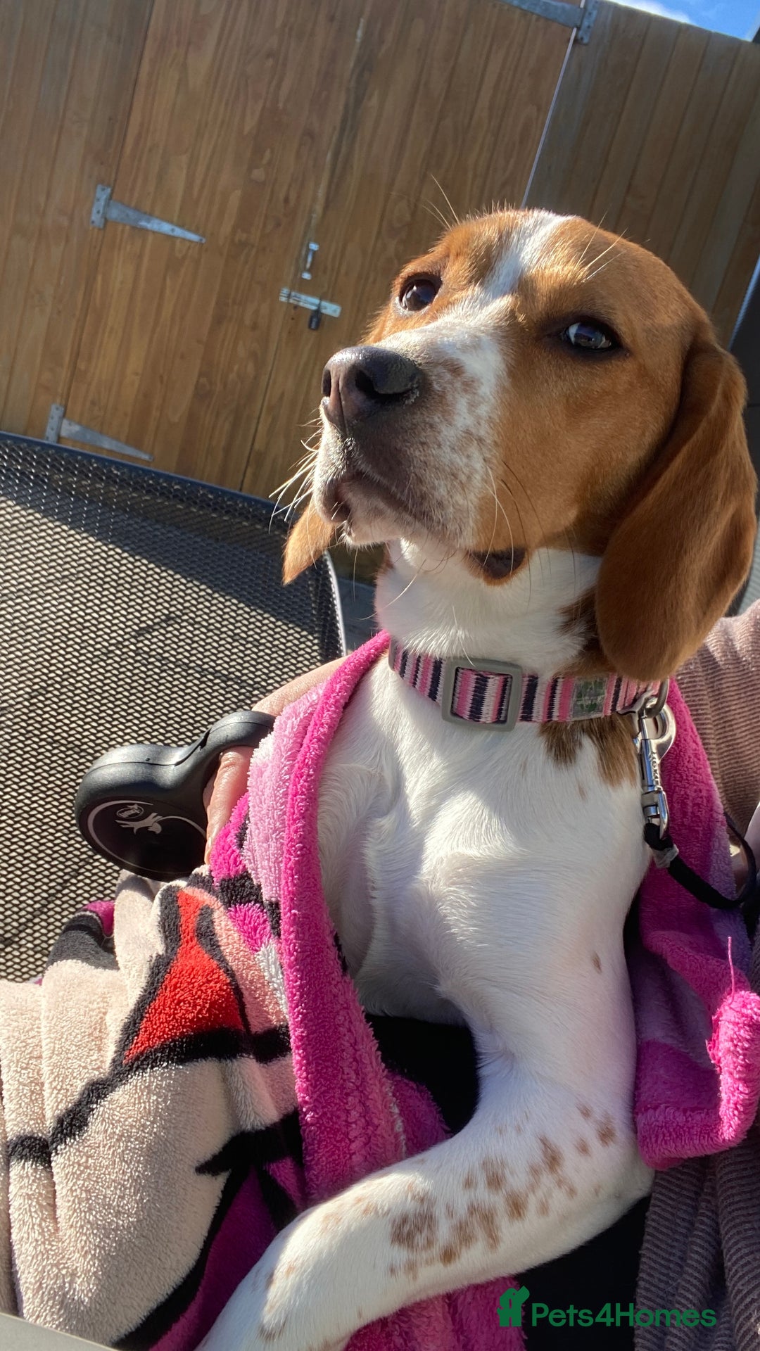 Beagle dogs for sale: Beautiful Beagle looking for a new home - Advert 6