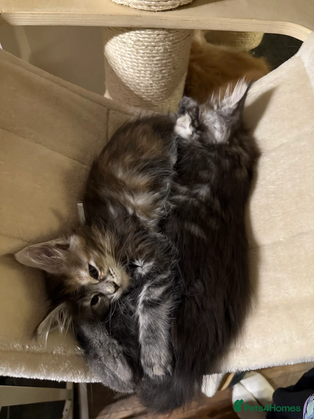 Maine Coon cats for sale: 7 beautiful Maine coon full breed kittens  - Advert 25