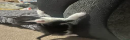 Mixed Breed cats for sale: Beautiful kittens for sale - Advert 9