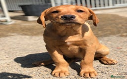 Labrador Retriever dogs for sale: 1 FOXRED LABRADOR PUPPY 5* Licensed breeder - Image 2