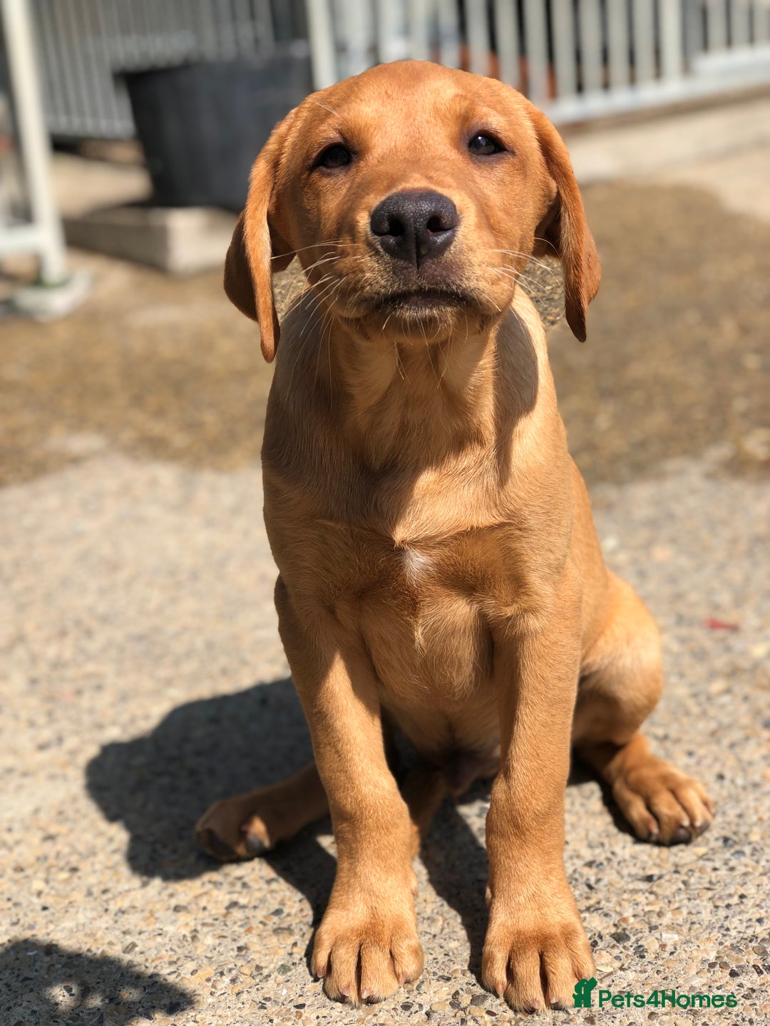 Labrador Retriever dogs for sale: 1 FOXRED LABRADOR PUPPY 5* Licensed breeder - Image 2