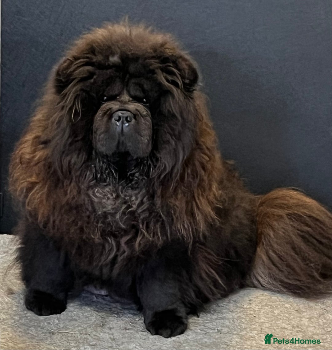 Chow Chow dogs for sale: 🧸🧸Beautiful Chow Chow Puppies🧸🧸 - Advert 13
