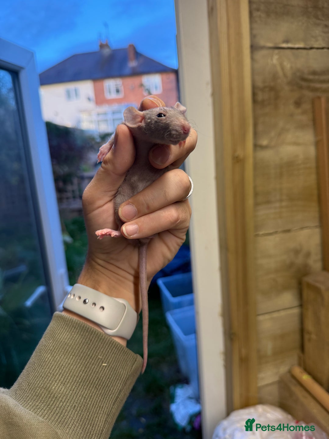 Rat rodents for sale: Dwarf Rats  - Image 15