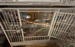 Parrots birds for sale: Semi Tame African Grey - Image 12