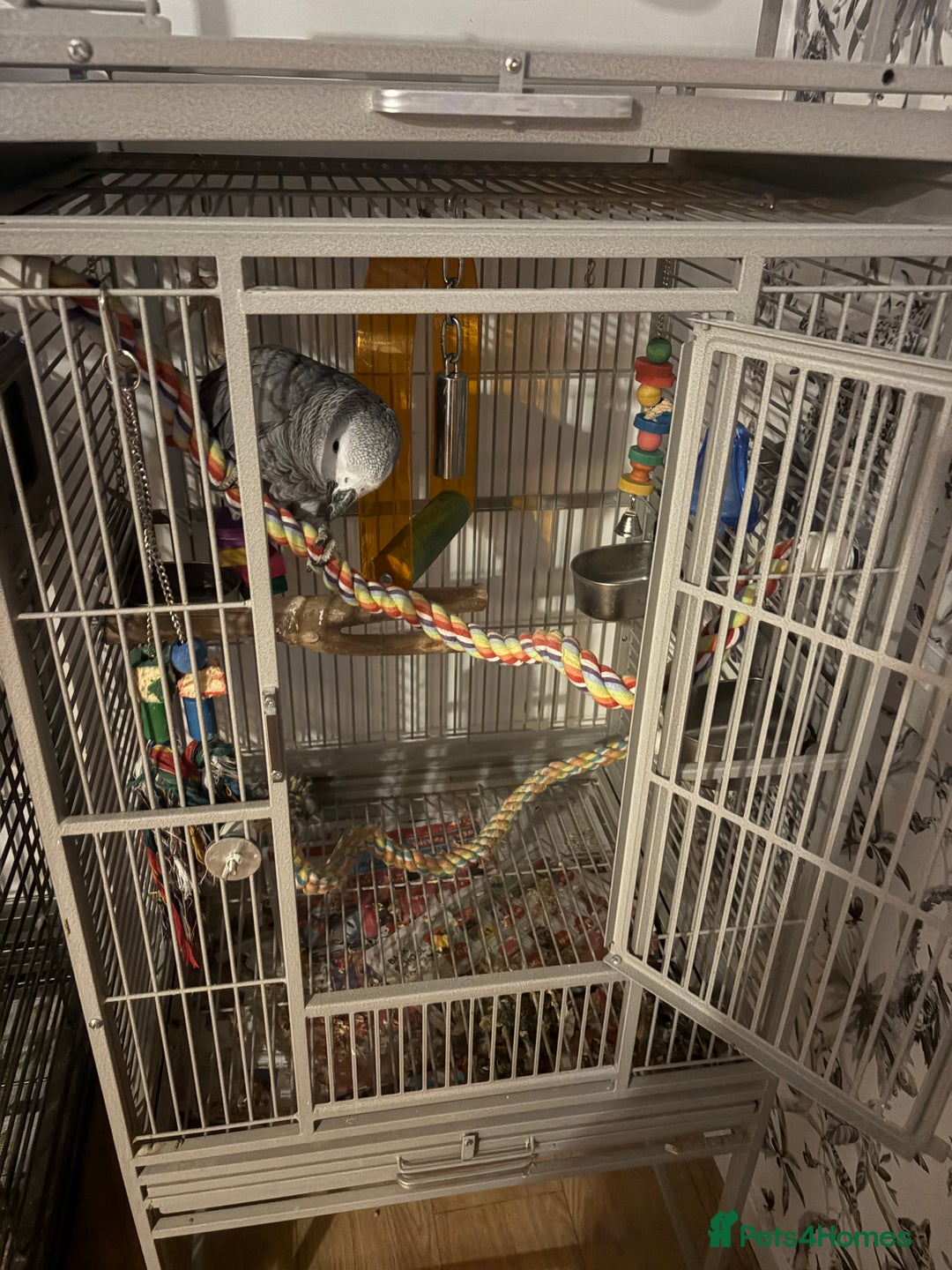 Parrots birds for sale: Semi Tame African Grey - Image 12
