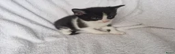 Mixed Breed cats for sale: 5 kittens ready for new home  - Advert 18