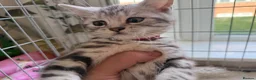 British Shorthair cats for sale: GCCF Rare Show Quality BSH Silver Tabby Kittens  - Advert 10