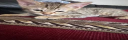 Mixed Breed cats for sale: Beautiful female  tabby needs a loving home  - Advert 5