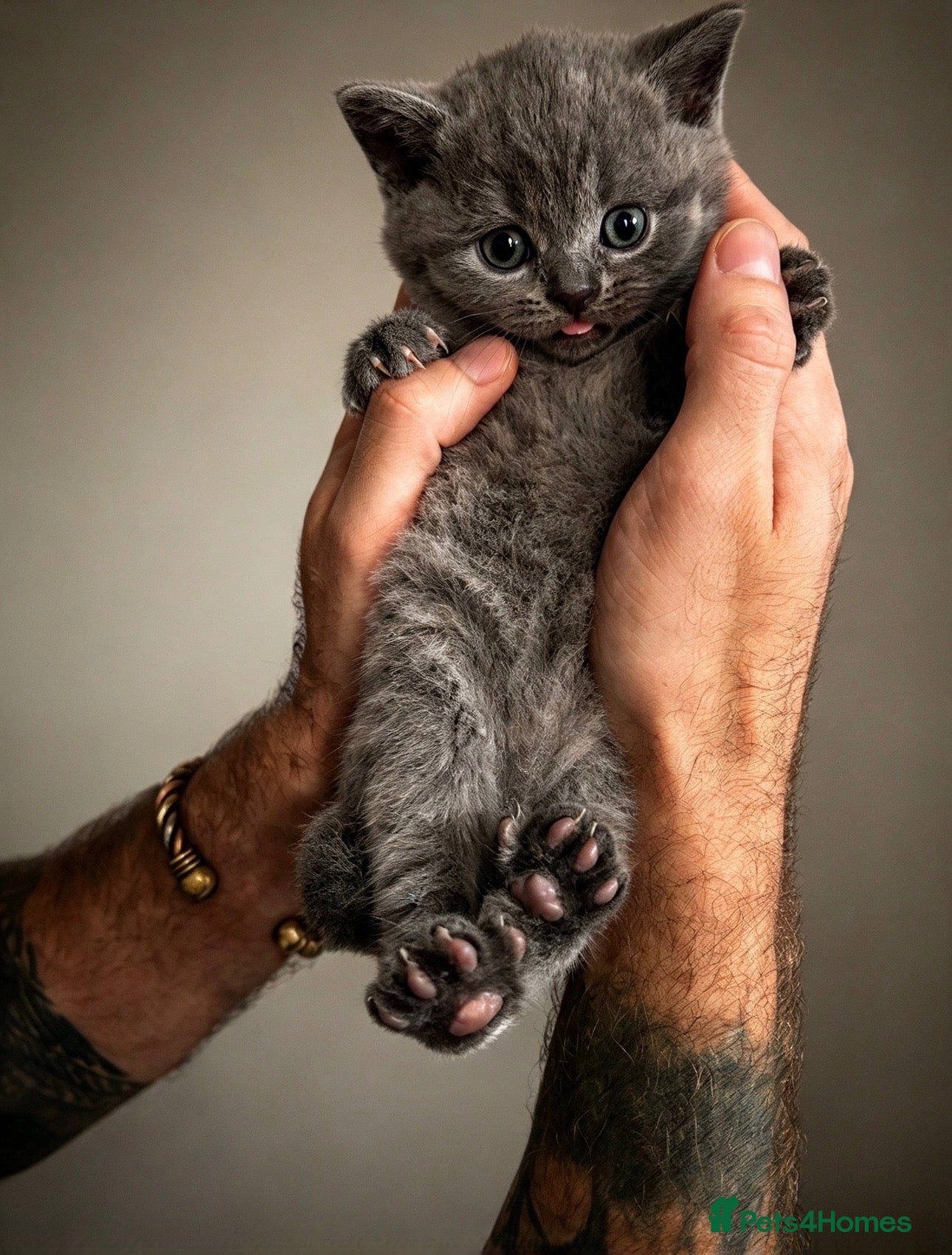 British Shorthair cats for sale: Blue British Shorthairs  - Advert 2