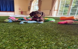 Miniature Dachshund dogs for sale: 5 star licensed miniature Wirehaired ready 18/8 - Image 6