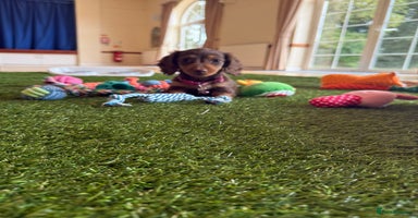 Miniature Dachshund dogs - Advert 9