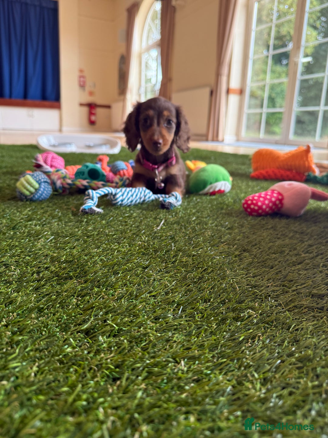 Miniature Dachshund dogs for sale: 5 star licensed miniature Wirehaired ready 18/8 - Image 6