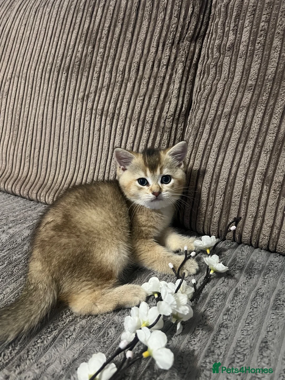 British Shorthair cats for sale: One golden British shorthair for sale. - Advert 13