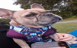 French Bulldog dogs for sale: Female French bulldog for sale  - Image 5