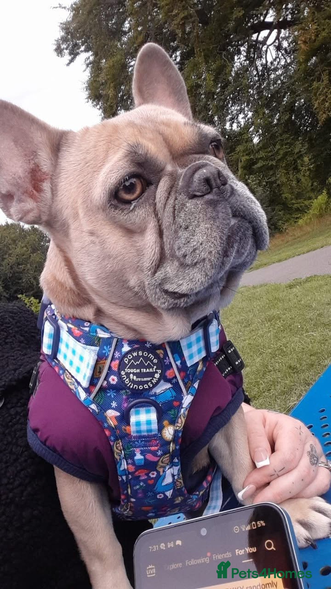French Bulldog dogs for sale: Female French bulldog for sale  - Image 5