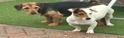 Mixed Breed dogs for sale: I have 7 beautiful pups  - Advert 5