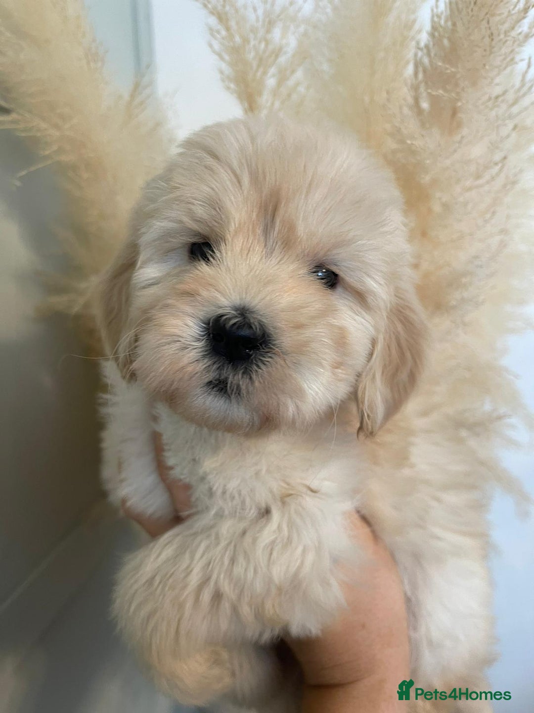 Goldendoodle dogs for sale: Multigenerational Medium Girls Available  - Advert 14