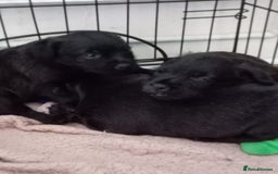 Mixed Breed dogs for sale: 3/4 border terrier pups  - Image 5