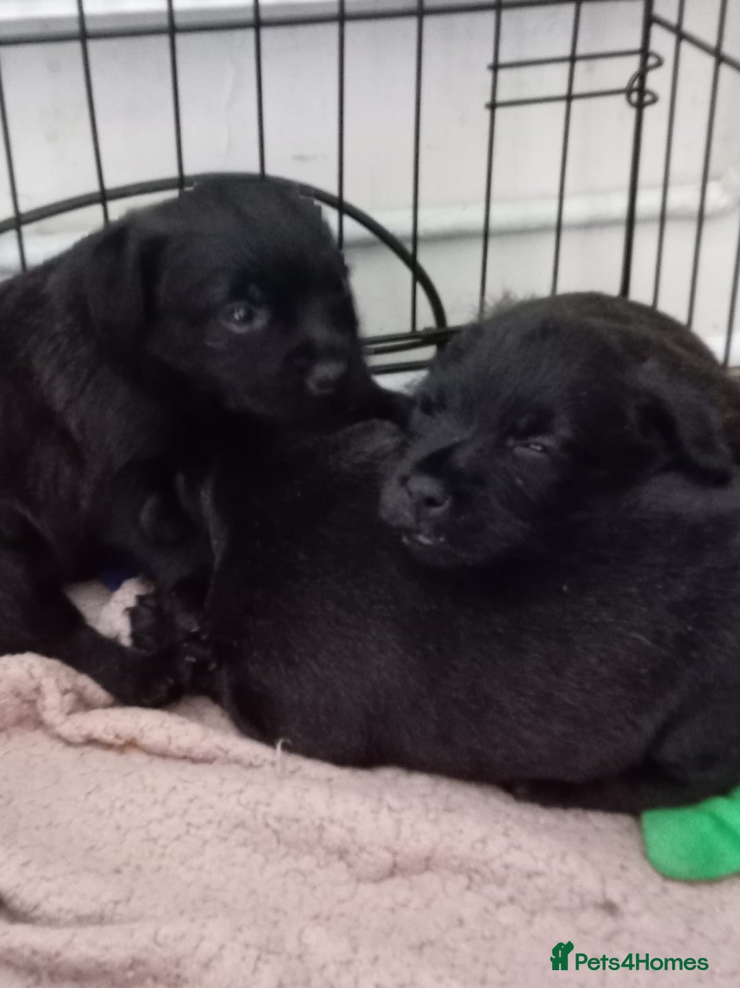 Mixed Breed dogs for sale: 3/4 border terrier pups  - Image 5