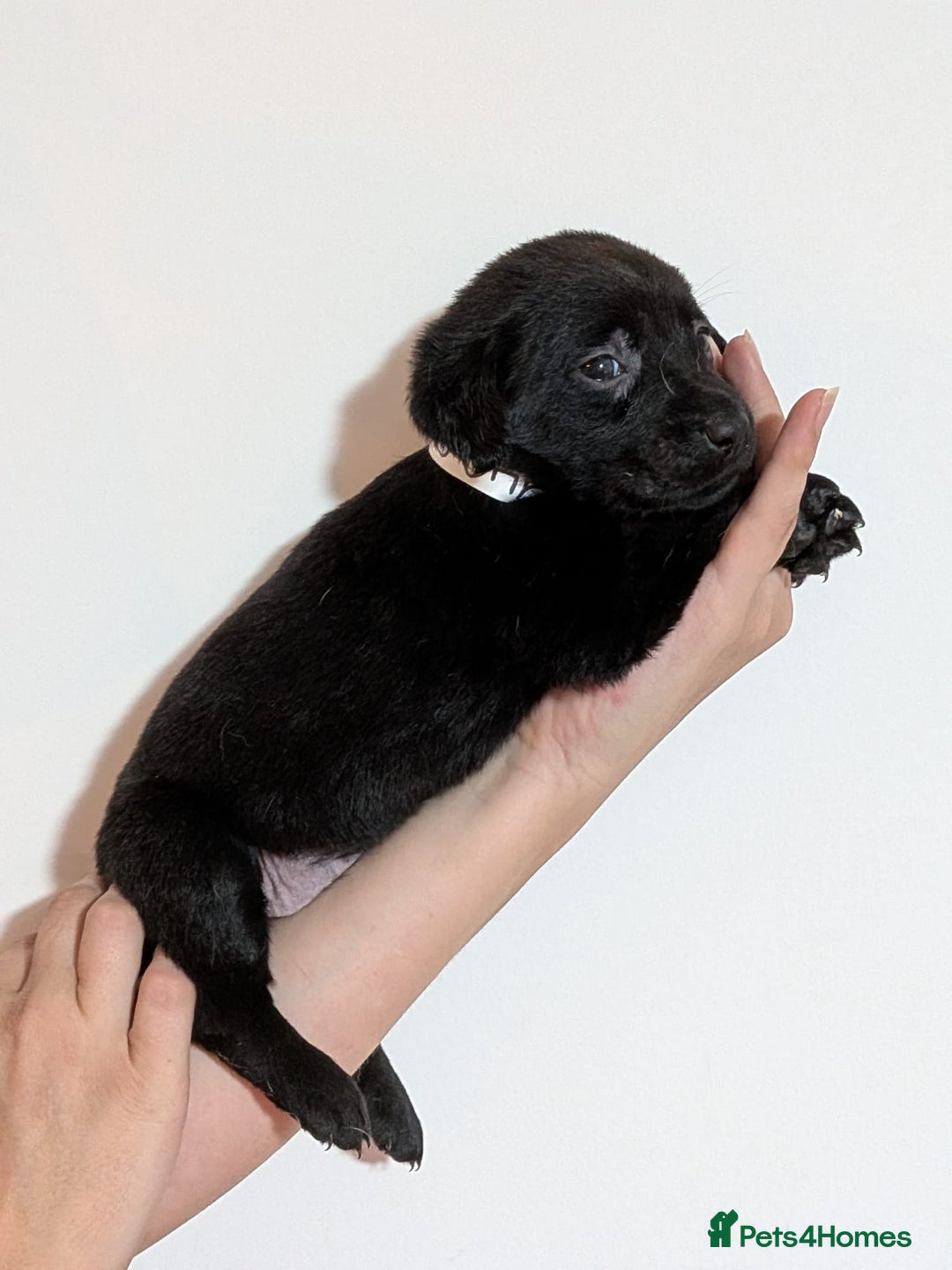 Labrador Retriever dogs for sale: litter of 11 kc reg lab retrievers 10weeks old - Image 14