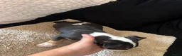 English Bull Terrier dogs for sale: English bull terriers puppies - Advert 23