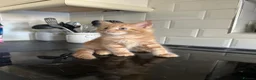 Mixed Breed cats for sale: Ready now, maine coon cross kittens in Tamworth - Advert 6