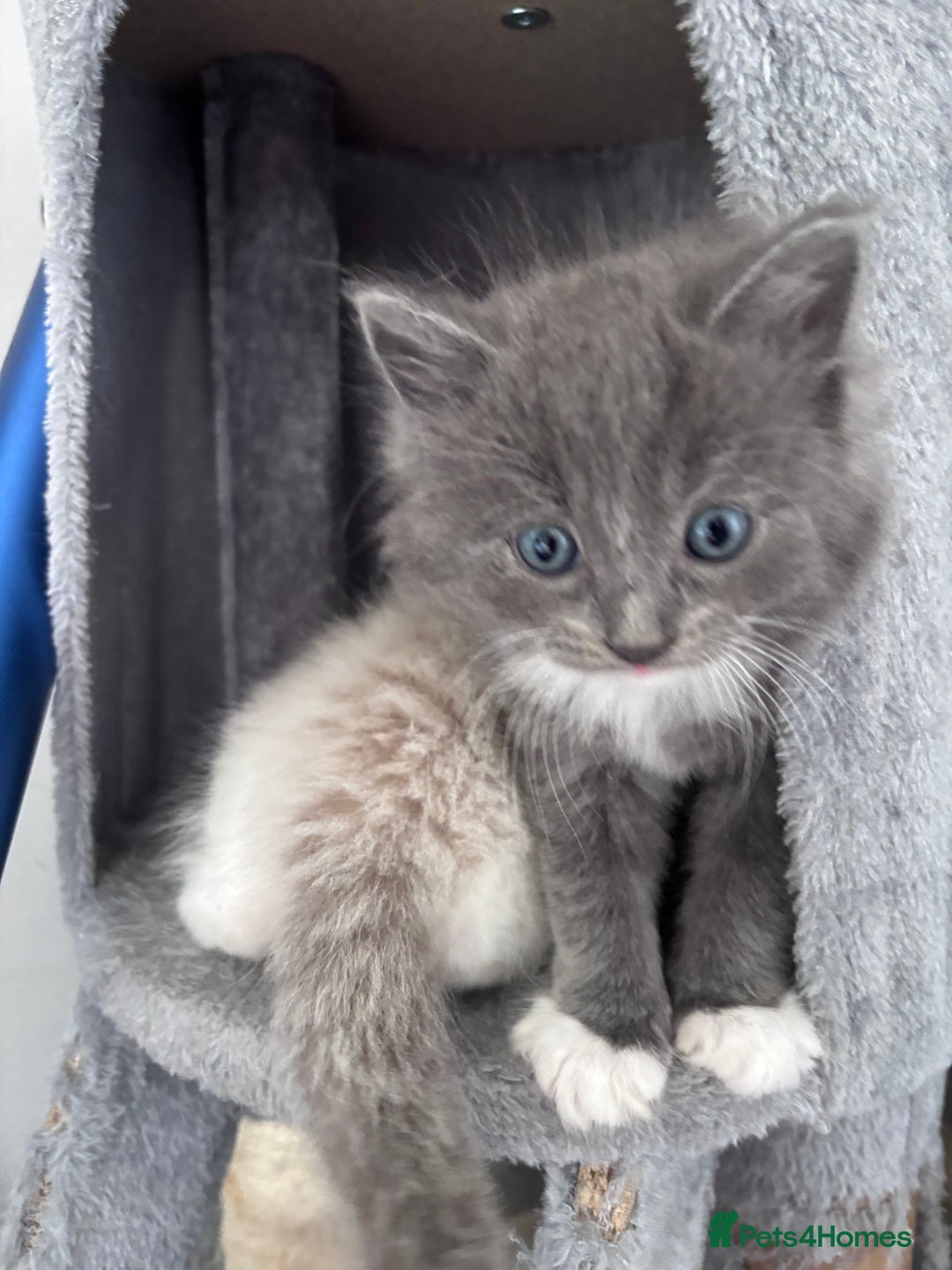Ragdoll cats for sale: Ragdoll x BSH - Ready now - Image 10