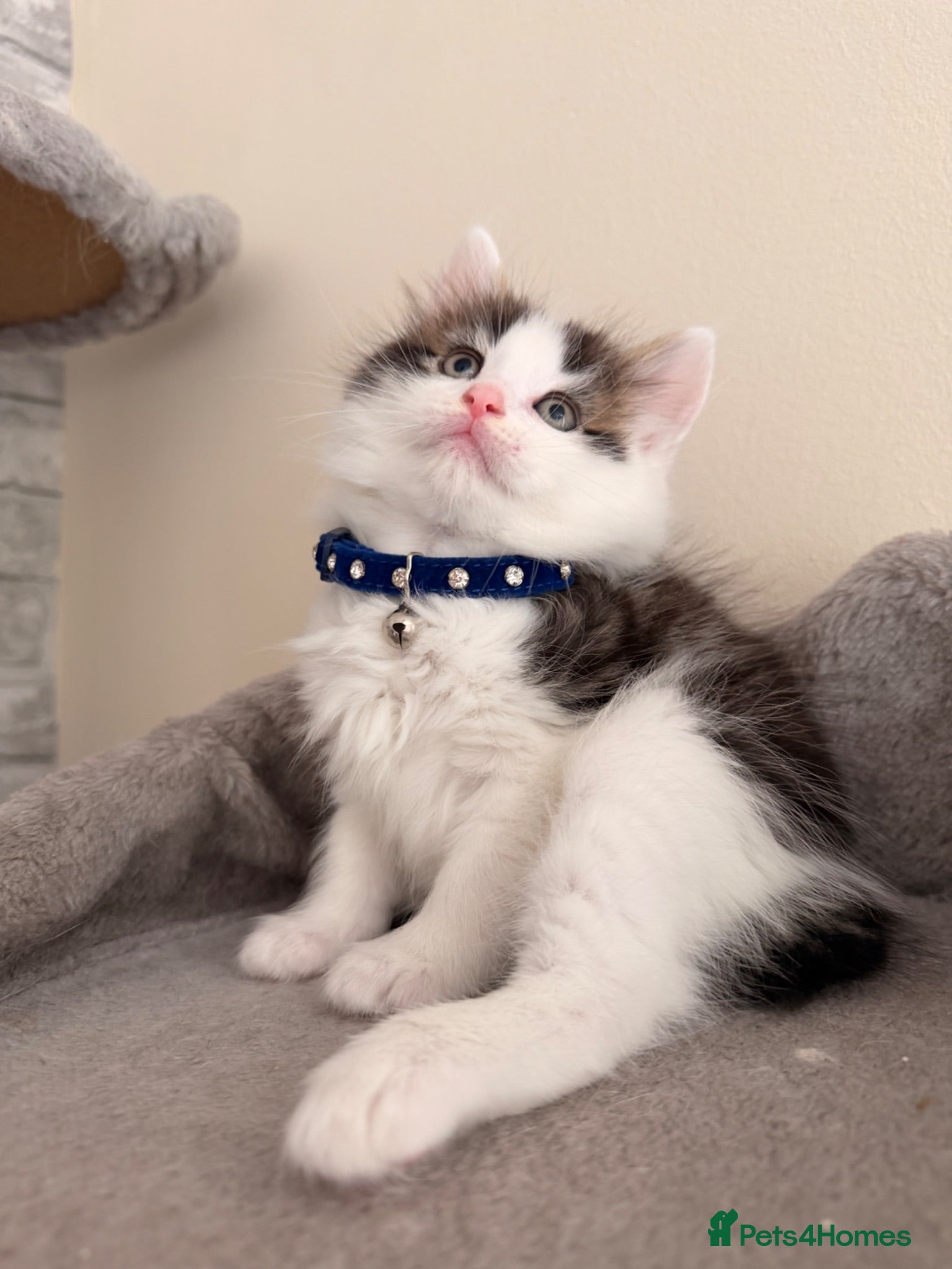Mixed Breed cats Ragdoll X Turkish angora LAST KITTEN for SALE !!! - Advert 3