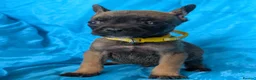 Mixed Breed dogs for sale:  adorable Mali mix  puppies in Llanelli - Advert 15