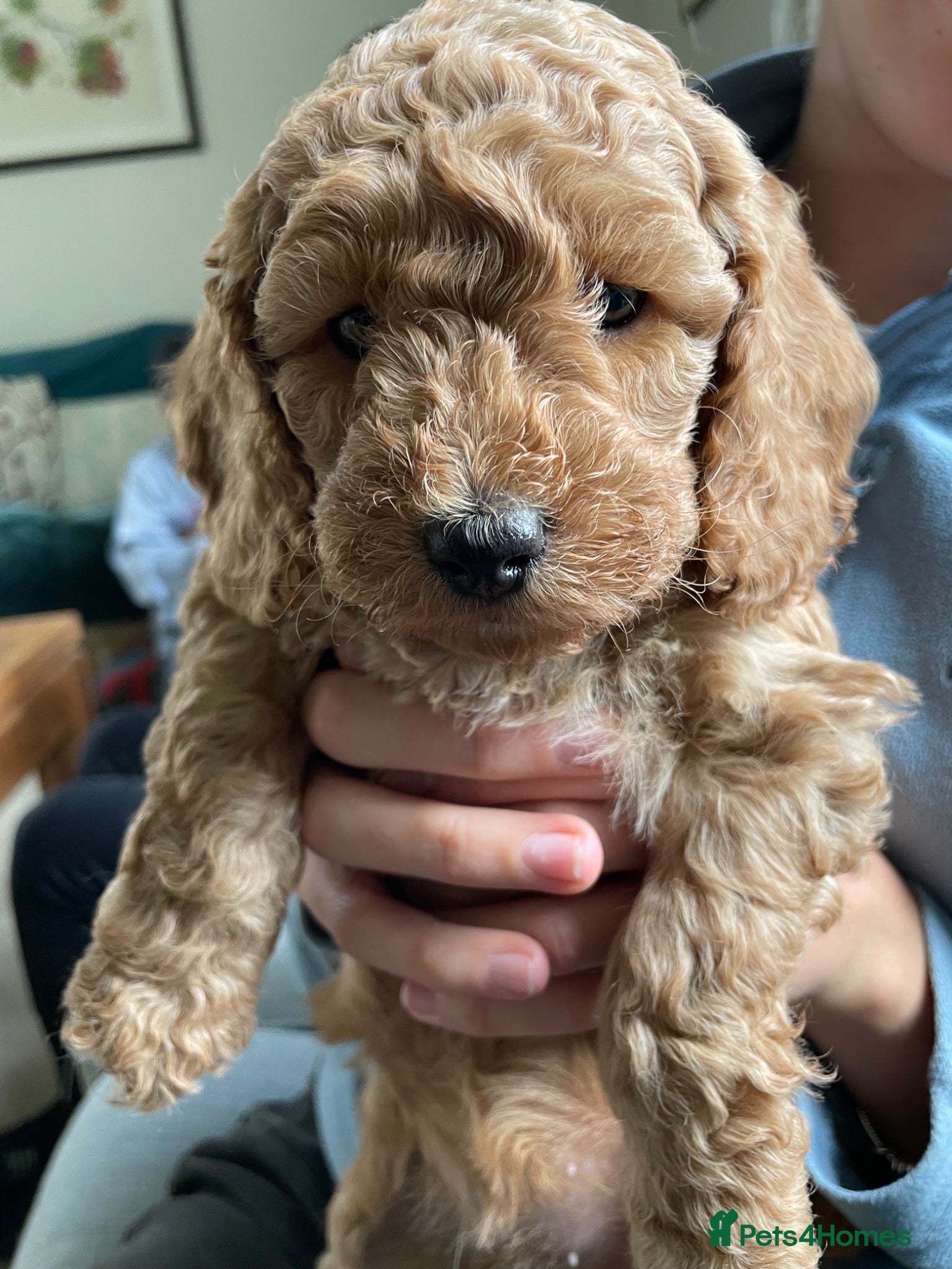 Cockapoo dogs Cockapoo puppies - Advert 2