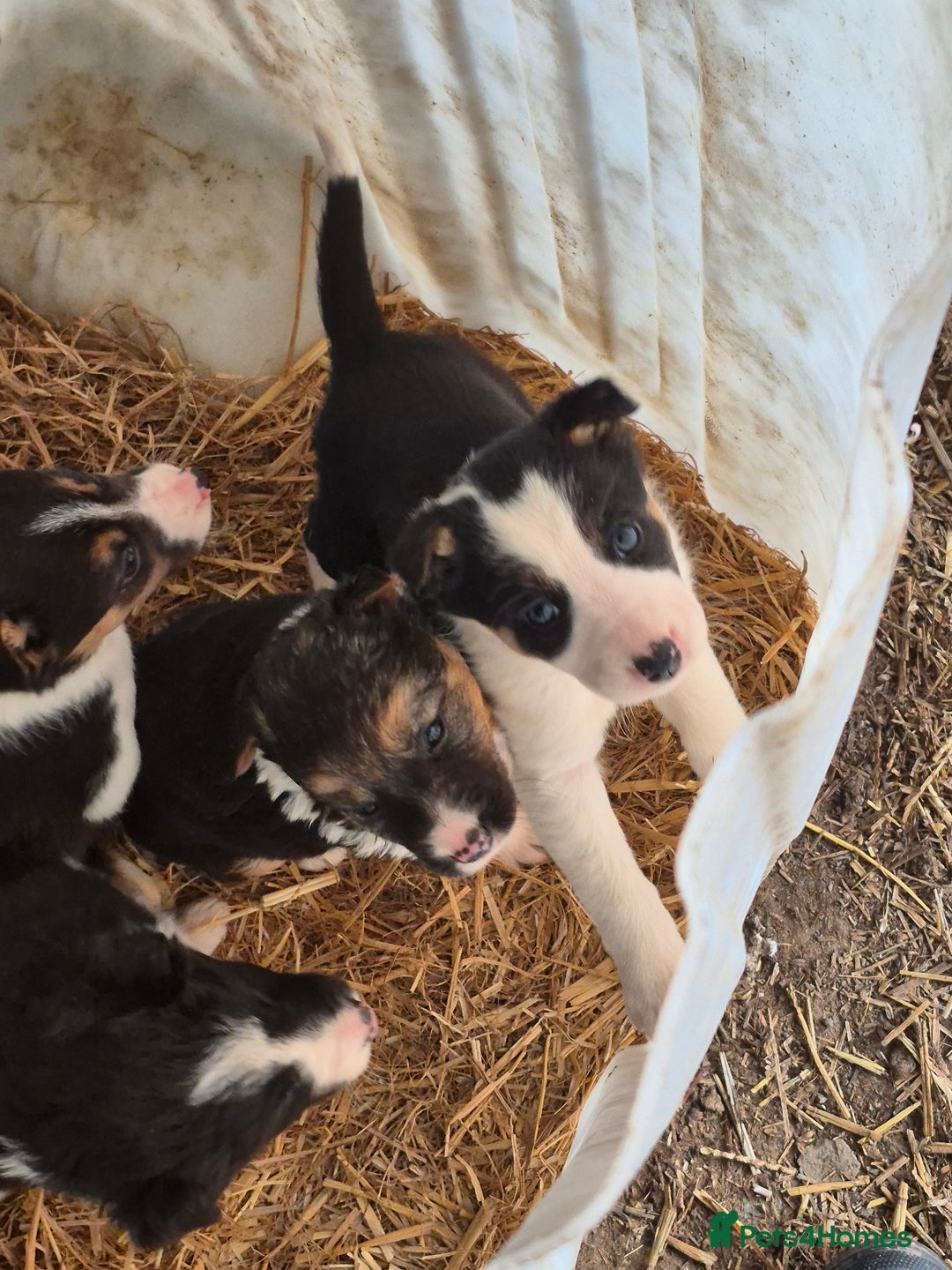 Border Collie dogs for sale: Border Collie Pups - Advert 1
