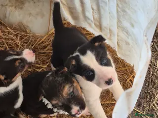 Border Collie dogs Border Collie Pups - Advert 10
