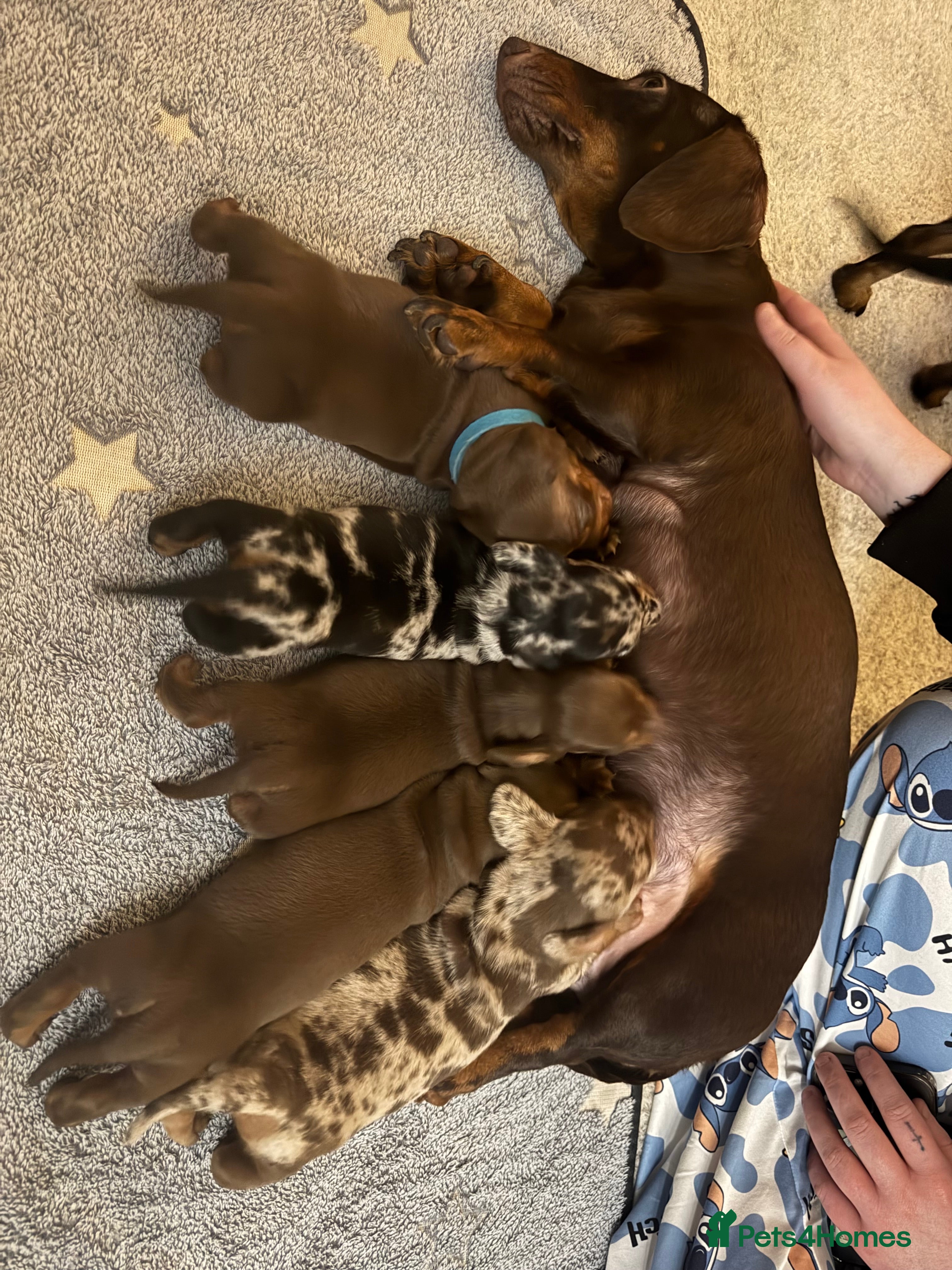 Miniature Dachshund dogs Just 2 remaining miniature dachshunds for sale - Advert 2