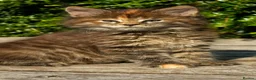Maine Coon cats for sale: Stunning Mainecoons  - Advert 3