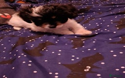 Cavapoo dogs for sale: **Ready** The last stunning cavapoo female - Image 5