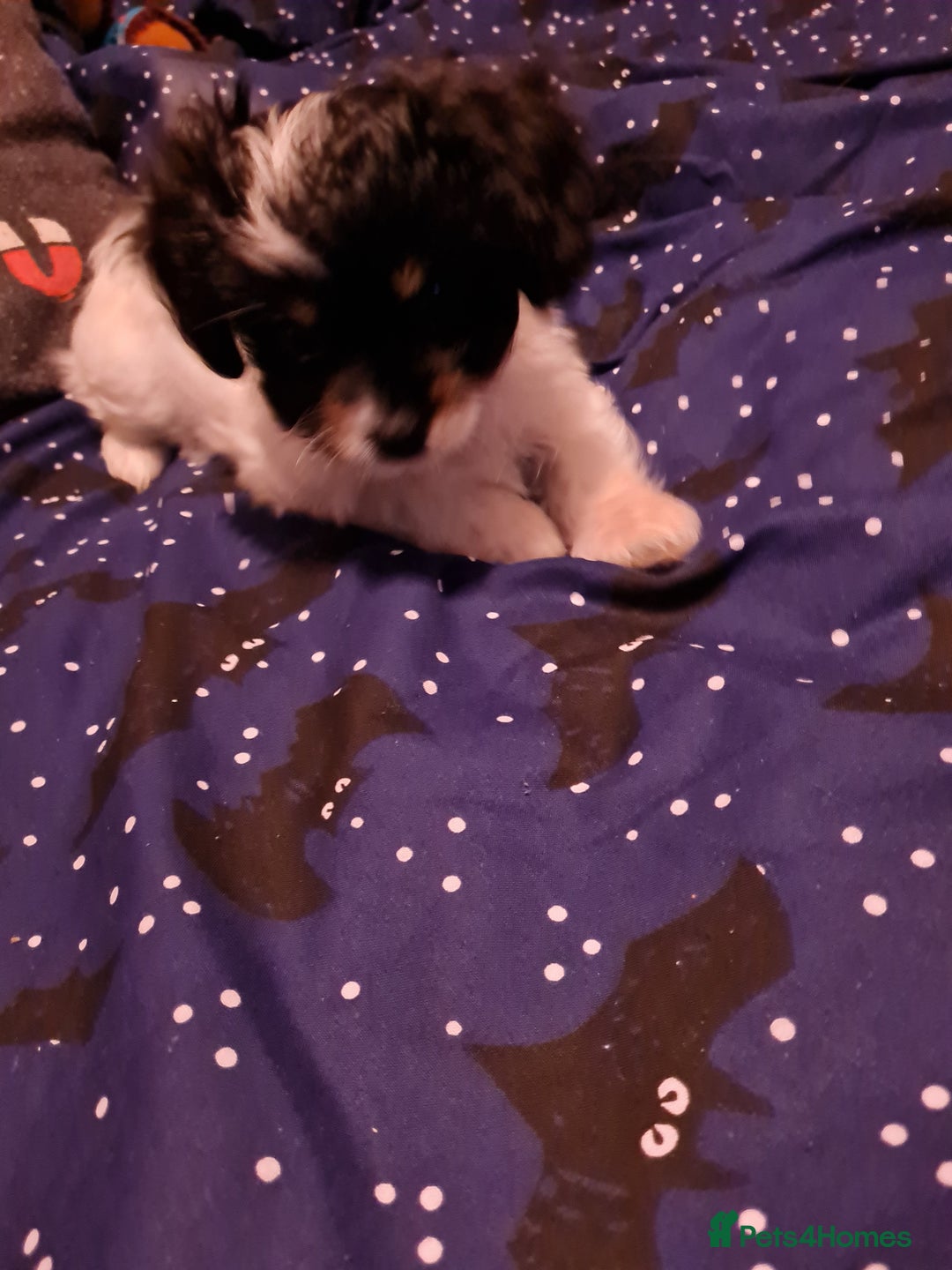 Cavapoo dogs for sale: **Ready** The last stunning cavapoo female - Image 5