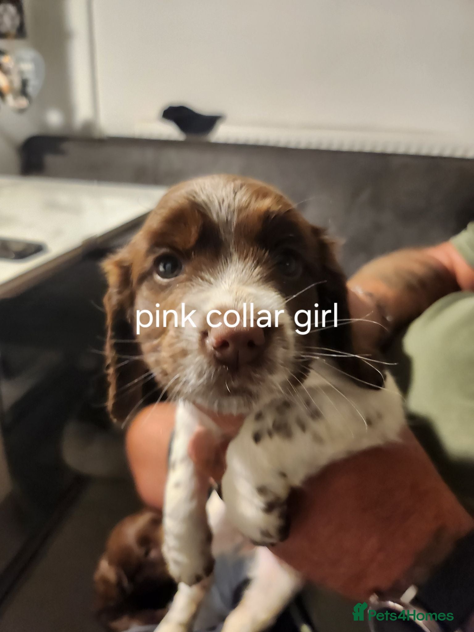 Cocker Spaniel dogs Cocker spaniel pups ready to go in 1 week and 1 da - Advert 2