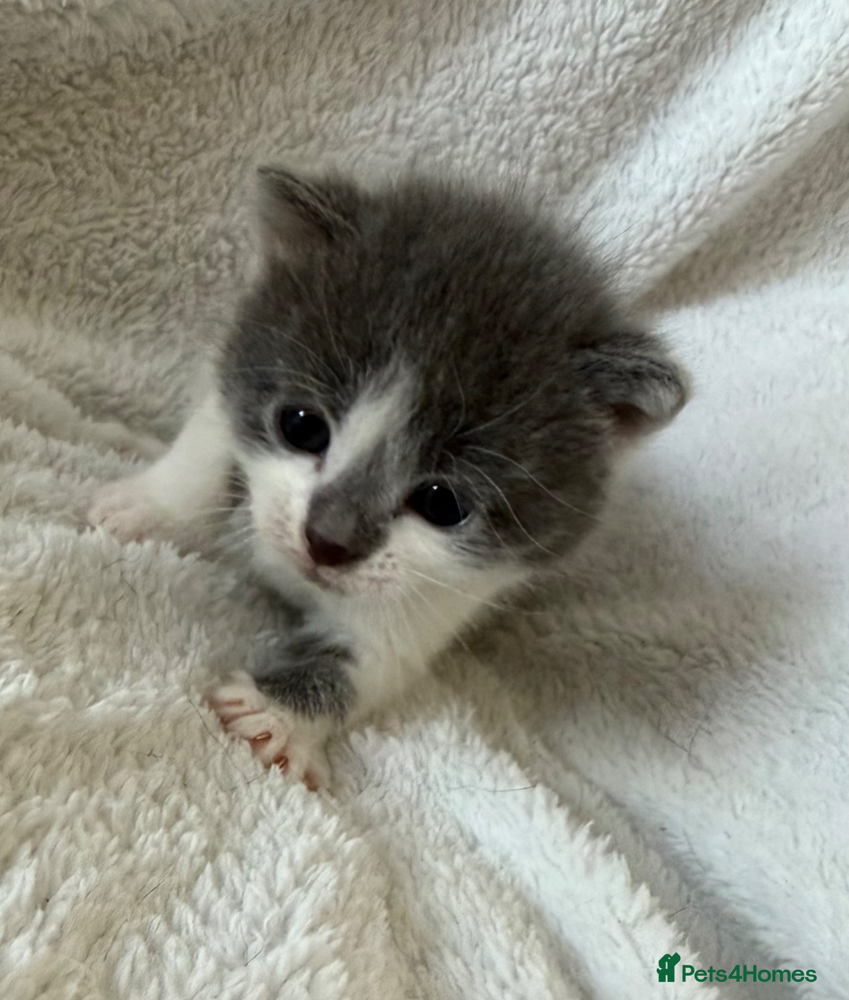 Persian cats 🐾 Adorable Persian Cross Kittens 🐾 - Advert 16