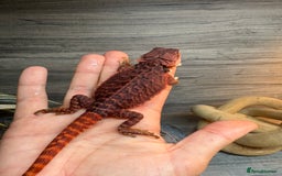 Bearded Dragon reptiles for sale: Stunning Red Monster Bearded Dragons  in Shrewsbury - Image 3