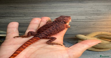 Bearded Dragon reptiles in Shrewsbury - Advert 3