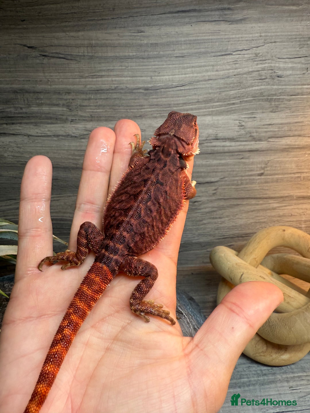 Bearded Dragon reptiles for sale: Stunning Red Monster Bearded Dragons  in Shrewsbury - Image 3