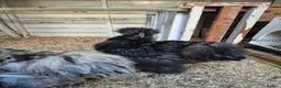 Chickens poultry for sale: Silkies  in Oxford - Advert 1