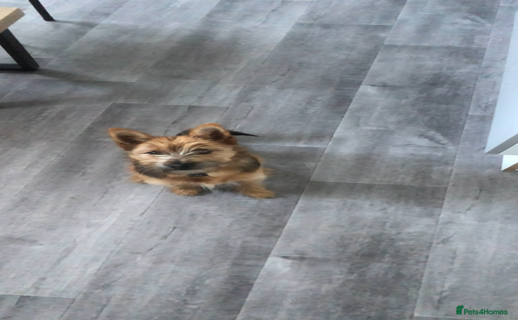 Mixed Breed dogs yorkie-pom - Advert 9